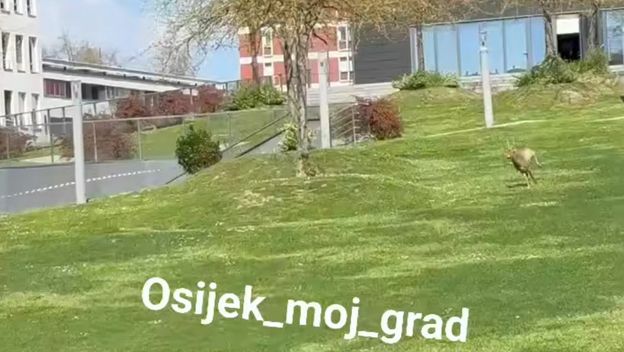 Srna u Osijeku