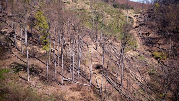 Medvednica dva tjedna nakon velike oluje - 3