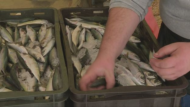 Ribari očajni, traže hitne mjere