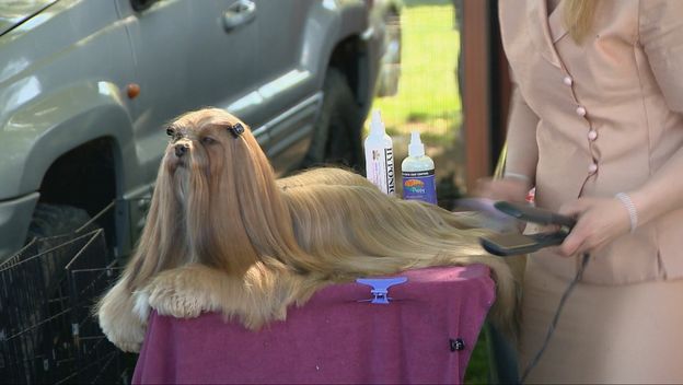 Izložba pasa u Balama