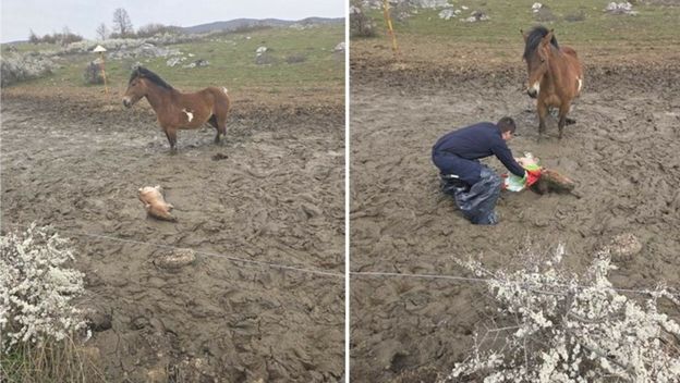 Policija spasila ždrijebe