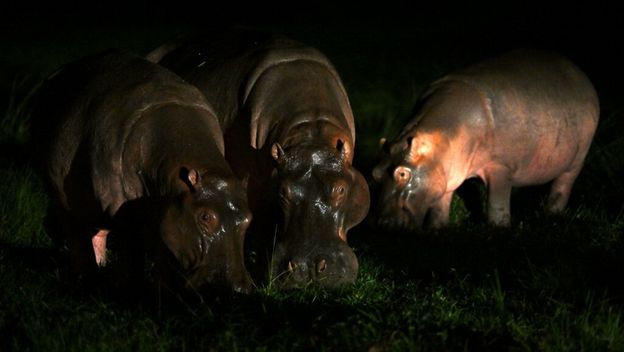 Kokainski nilski konji