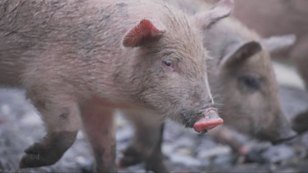 Divljač uništava polja