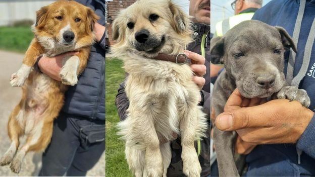 Psi preuzeti iz romskog naselja