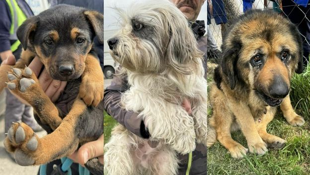 Psi preuzeti iz romskog naselja