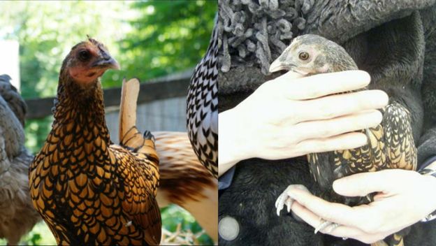 Najstarija kokoš na svijetu Gertie