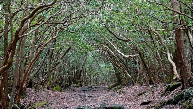 Aokigahara - 1