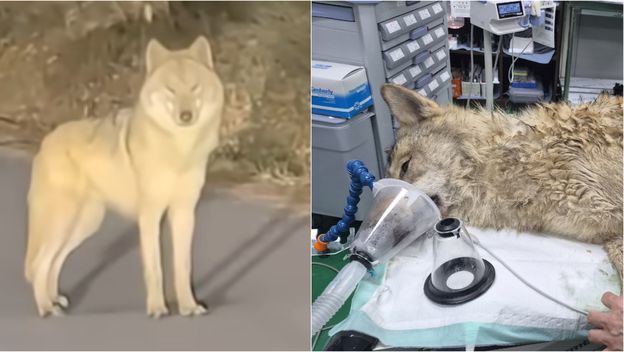 Vuk u bijegu i nakon hvatanja