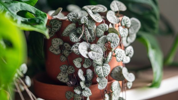 Ceropegia woodii