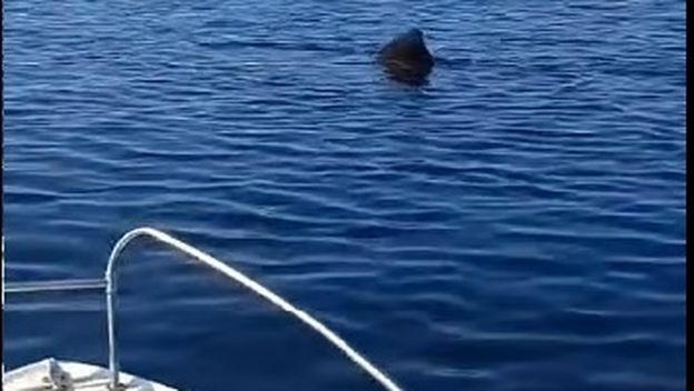 Golemu psinu opet snimili u Istri