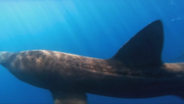 Golema psina kod Istre - 1