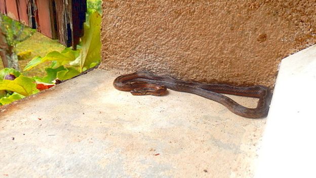 Zmija, ilustracija - 4