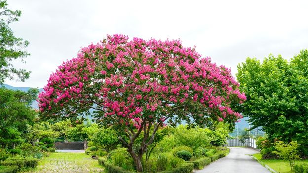 10 najljepših stabala za vrt