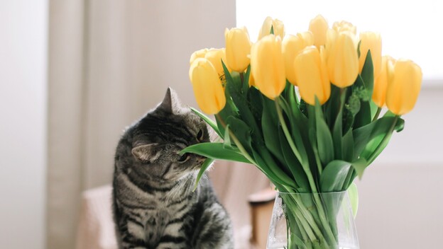 I tulipani mogu biti opasni za mačke