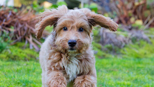 Cockapoo - 4