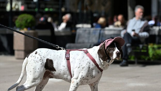 Pas sa špice u Zagrebu