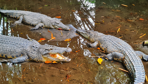 Krokodili, ilustracija