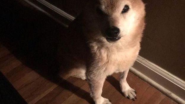 Mali mrgud (Foto: izismile.com)