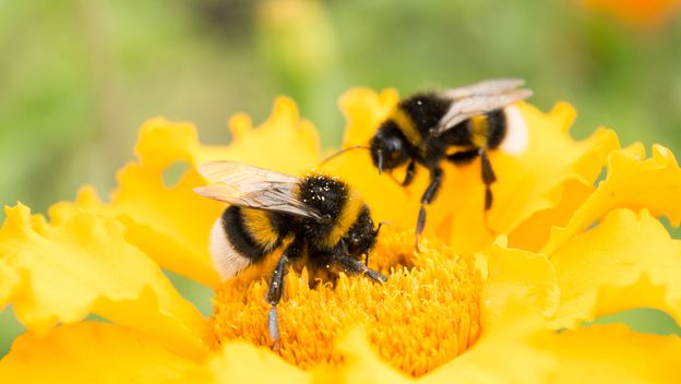 Pčele, ilustracija