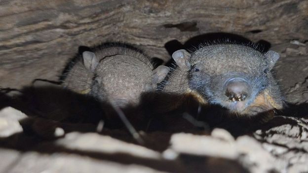 U Zoološkom vrtu Grada Zagreba prvi put na svijet došli veliki dlakavi pasanci - 2