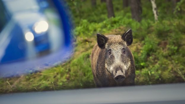 Divlja svinja izletjela na cestu