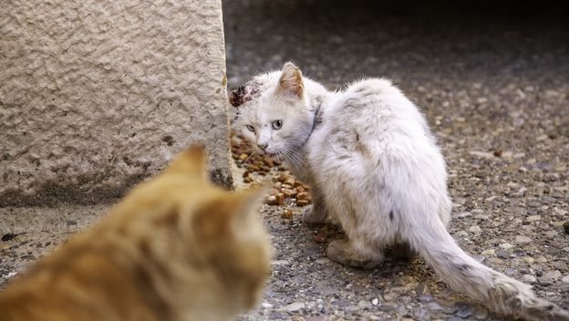 Otkrivena mreža zlostavljača životinja