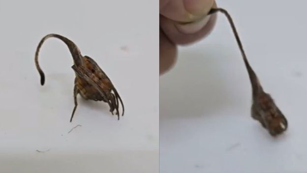 Pauk koji izgleda kao list