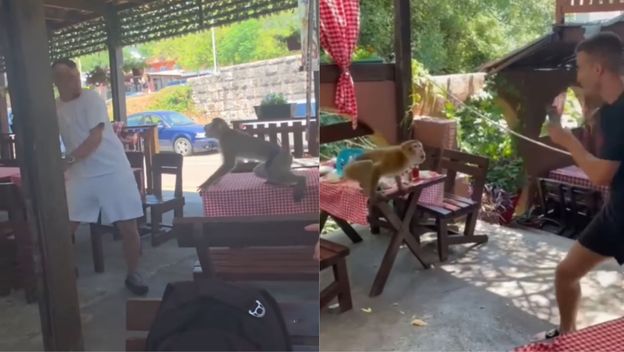 Majmun koji napada goste restorana