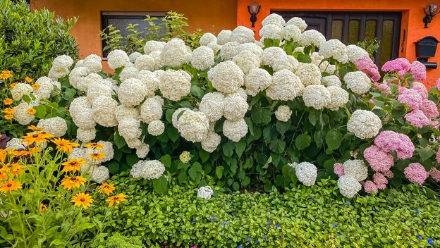 Hortenzija Annabelle