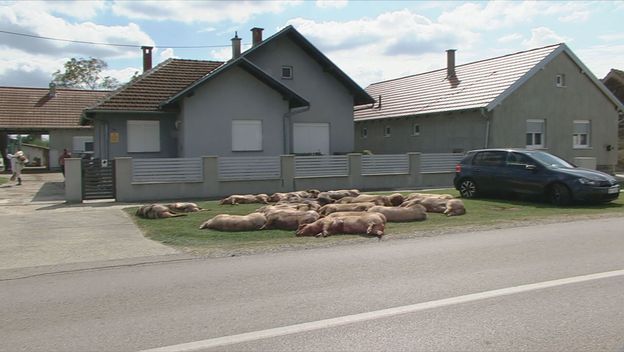 Svinje