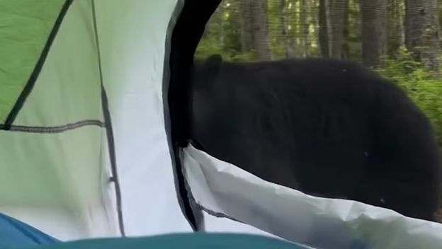 Medvjed ispred šatora