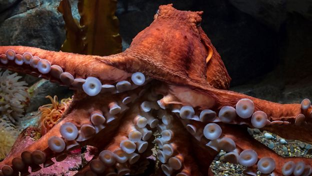 Velika pacifička hobotnica