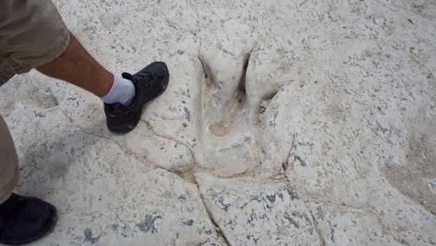 Tragovi dinosaura, ilustracija