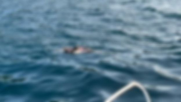 Uginuo dupin između Pelješkog mosta i Kleka
