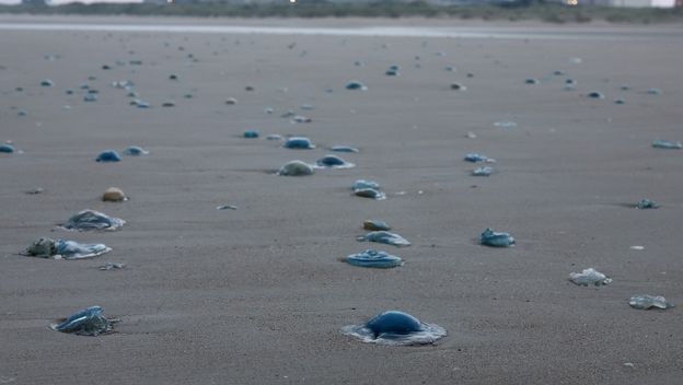 Meduze na plaži kod nuklearne elektrane Gravelines