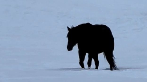 Crni konj u polju punom snijega