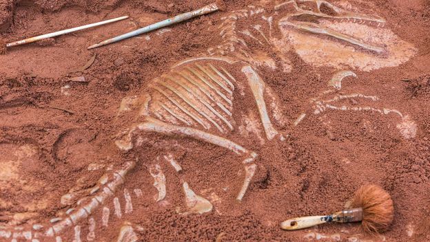 Dinosaur, ilustracija