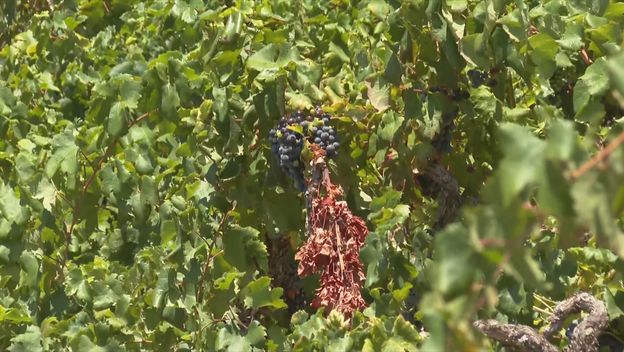 Dobra godina za Dingač