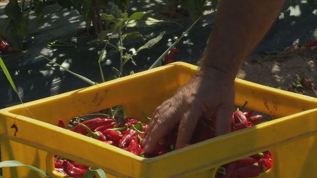 Začinska paprika