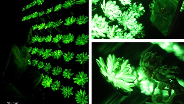 Svjetleće biljke