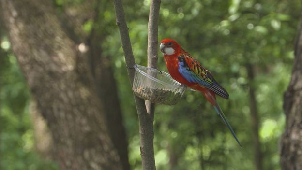 Egzotična papiga u Puli