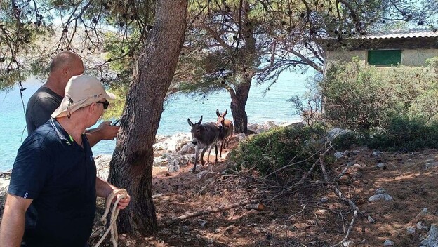 Magarci na otočiću Kurba Mala - 1