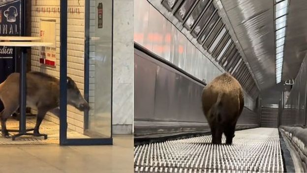 Divlja svinja u metrou