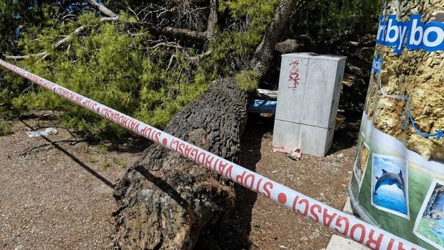 Stablo se srušilo na plažu - 5