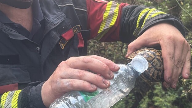 Vatrogasac na Pelješcu daje vode žednoj kornjači