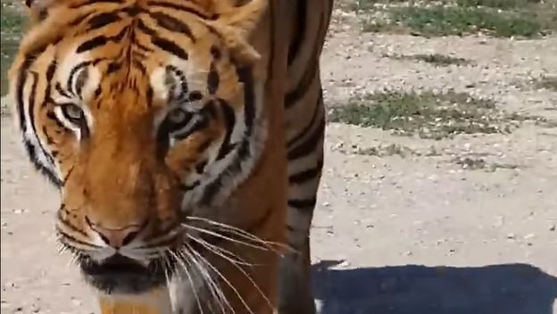 Tigar