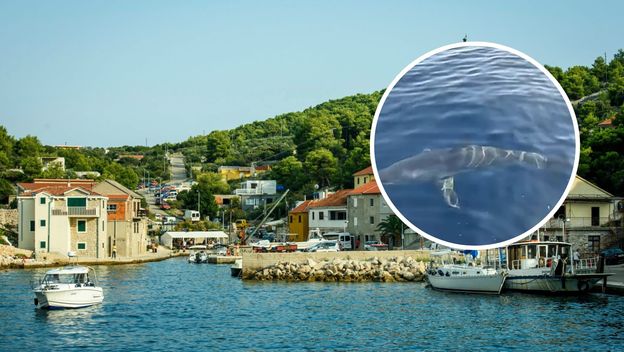 Otok Žirje i snimljeni morski pas