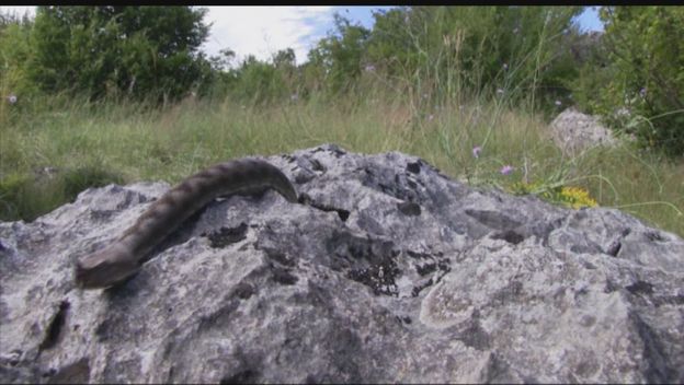 Poskok ugrizao dječaka