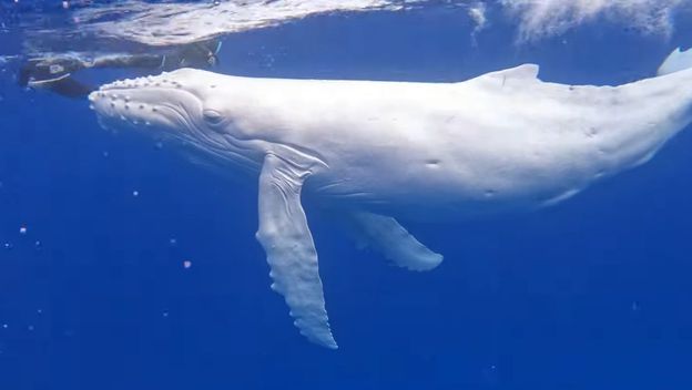Albino kit