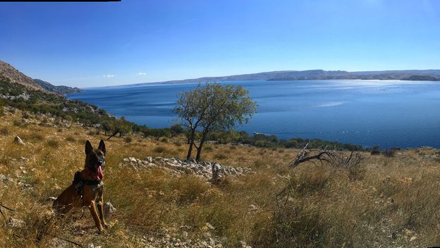 Potražni psi za detekciju ljudskih ostataka (Foto: Andrea Pintar, privatna arhiva) - 4